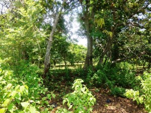 Land for sale in Jimbaran Bali