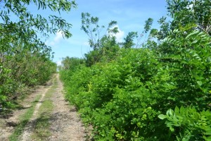 land for sale in Jimbaran Bali