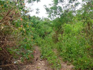 Land for sale in Jimbaran Bali